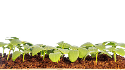 Shoots of the plant on white background