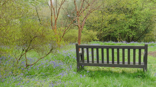 English Bluebells In The Countryside