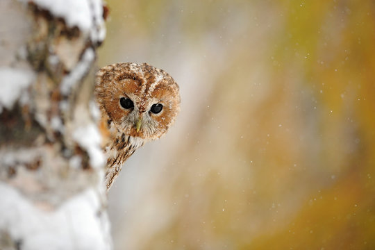 The tawny owl or brown owl (Strix aluco) is a stocky, found in woodlands across This nocturnal bird of prey hunts mainly rodents, usually by dropping from a perch to seize its prey,. Owl in flight