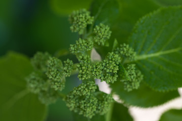 green flower buds of a climbing hydrangea,   green blurred, closeup background