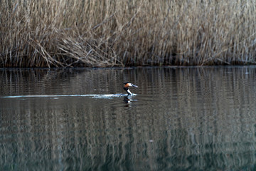 Great crested grebe near reeds