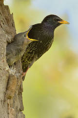 The common starling (Sturnus vulgaris), also known as the European starling,  is a medium-sized passerine bird in the starling family, Sturnidae. Bird in thhe nest. Chick