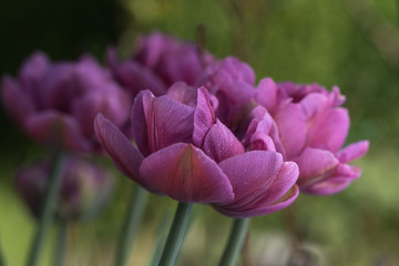 pink, lilac. one , tulip, green blurred background, closeup - 203301206
