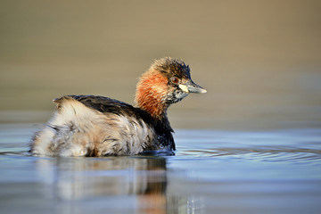 The little grebe (Tachybaptus ruficollis), also known as dabchick, is a member of the grebe family of water birds