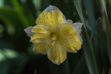 one, yelow, daffodil flower, green blurred background - 203301215