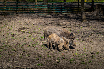 One adult and two juvenile wild boars searching the mud, wildpark Leipzig, Germany