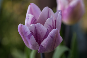 pink, lilac. one , tulip, green blurred background, closeup - 203301233