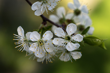 white,  cherry blossom, green blurred background, closeup