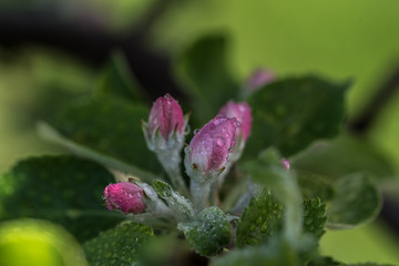 pink apple blossom, geen  leaves, blurred background - 203301253