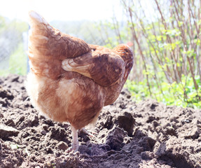 Summer. Warm and sunny day. Rooster and chickens on the farm. On the street. The horizon line is not right