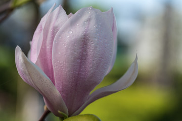 magnolia, one flower, blurred background - 203301268