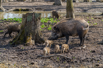 Wild hog mother with for piglets