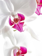 white Orchid in soft focus