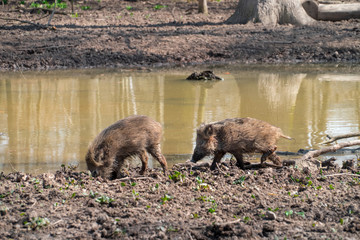 Wild boar juveniles searching the mud near a river