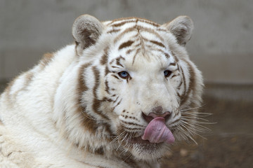 White bengal tiger 
