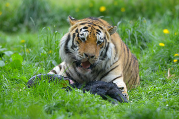 The Malayan tiger (Panthera tigris jacksoni) was recognized as a tiger subspecies that inhabits the southern and central parts of the Malay Peninsula