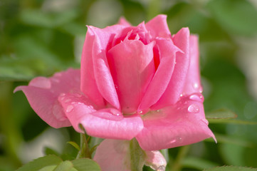 rose after the rain