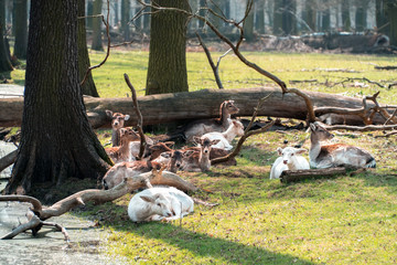 Deers lying in the woods