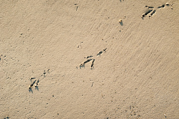 Footprints in the sand. Traces of the seagull's legs. Walking along the beach.