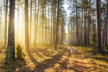 Fotobehang Bright sunlight in spring forest. Morning landscape of green forest. Picturesque forest road. Woodland with vivid sunbeams. Natural nature © dzmitrock87