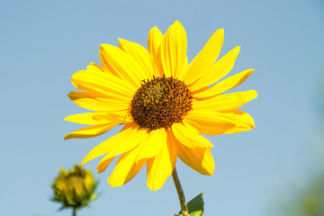 Fototapeta premium Flora, Pflanzen, Österreich, Herbst, Sommer, Natur, Gattungen