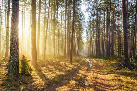 Fototapeta Bright sunlight in spring forest. Morning landscape of green forest. Picturesque forest road. Woodland with vivid sunbeams. Natural nature