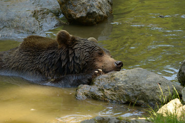 The brown bear (Ursus arctos) is a large bear with the widest distribution of any living ursid. The species is distributed across much of northern Eurasia: bear on the way, swimming