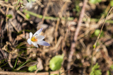 Wild crocus with water drops surrounded by spring pearls