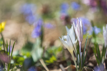 Wild crocus with water drops surrounded by spring pearls