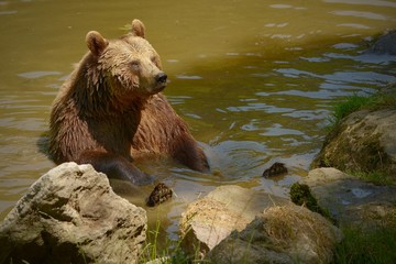 The brown bear (Ursus arctos) is a large bear with the widest distribution of any living ursid. The...