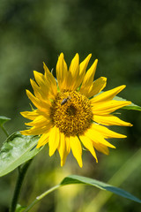 Flora, Pflanzen, Österreich, Herbst, Sommer, Natur, Gattungen