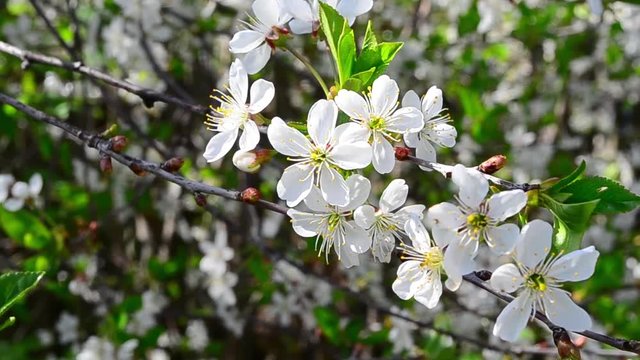 Cerasus, Prunus cerasus, blooms, flowers