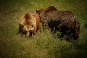 The brown bear (Ursus arctos) is a large bear with the widest distribution of any living ursid. The species is distributed across much of northern Eurasia: bear on the way, swimming
