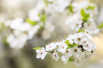 White blossoming trees in the garden. Spring flowering. Blossoming trees background close-up.