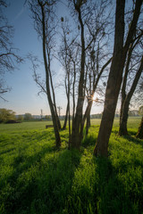 the trunks of the trees in the urban Park in the morning