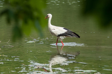 portrait of stork walking in the river