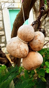 Gourds hanging from a branch in Croatia