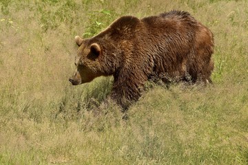 The brown bear (Ursus arctos) is a large bear with the widest distribution of any living ursid. The species is distributed across much of northern Eurasia: bear on the way, swimming