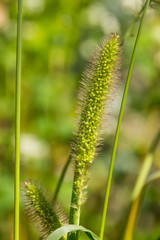 Natürlichkeit, Floral, Natur, Blumen, Schön, Hrebst, Sommer