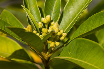 Natürlichkeit, Floral, Natur, Blumen, Schön, Hrebst, Sommer