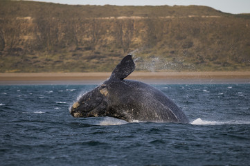 Obraz premium Whale jump , Patagonia