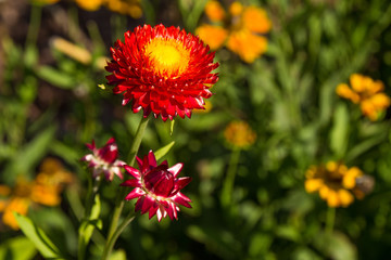 Natürlichkeit, Floral, Natur, Blumen, Schön, Hrebst, Sommer