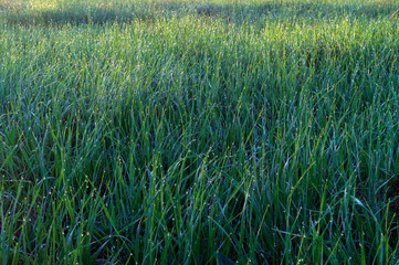 Drops of morning dew on each stem of green grass.