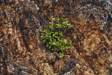 Image of rocky stalactite reef on the shore of the ocean.