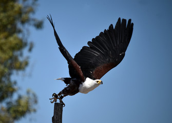 eagle