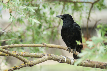Fototapeta premium Closeup od black crow on branch in the garden