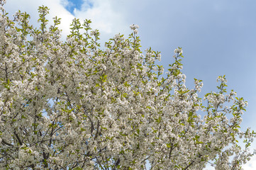 Wiosna. Kwitnąca jabłoń © Bea