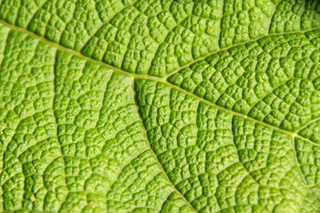 Natur, Pflanzen, Herbst, sommer, natürlich, Flora, Europa