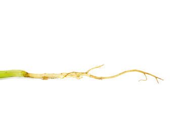 Coriander Root. isolated on white background