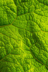 Natur, Pflanzen, Herbst, sommer, natürlich, Flora, Europa